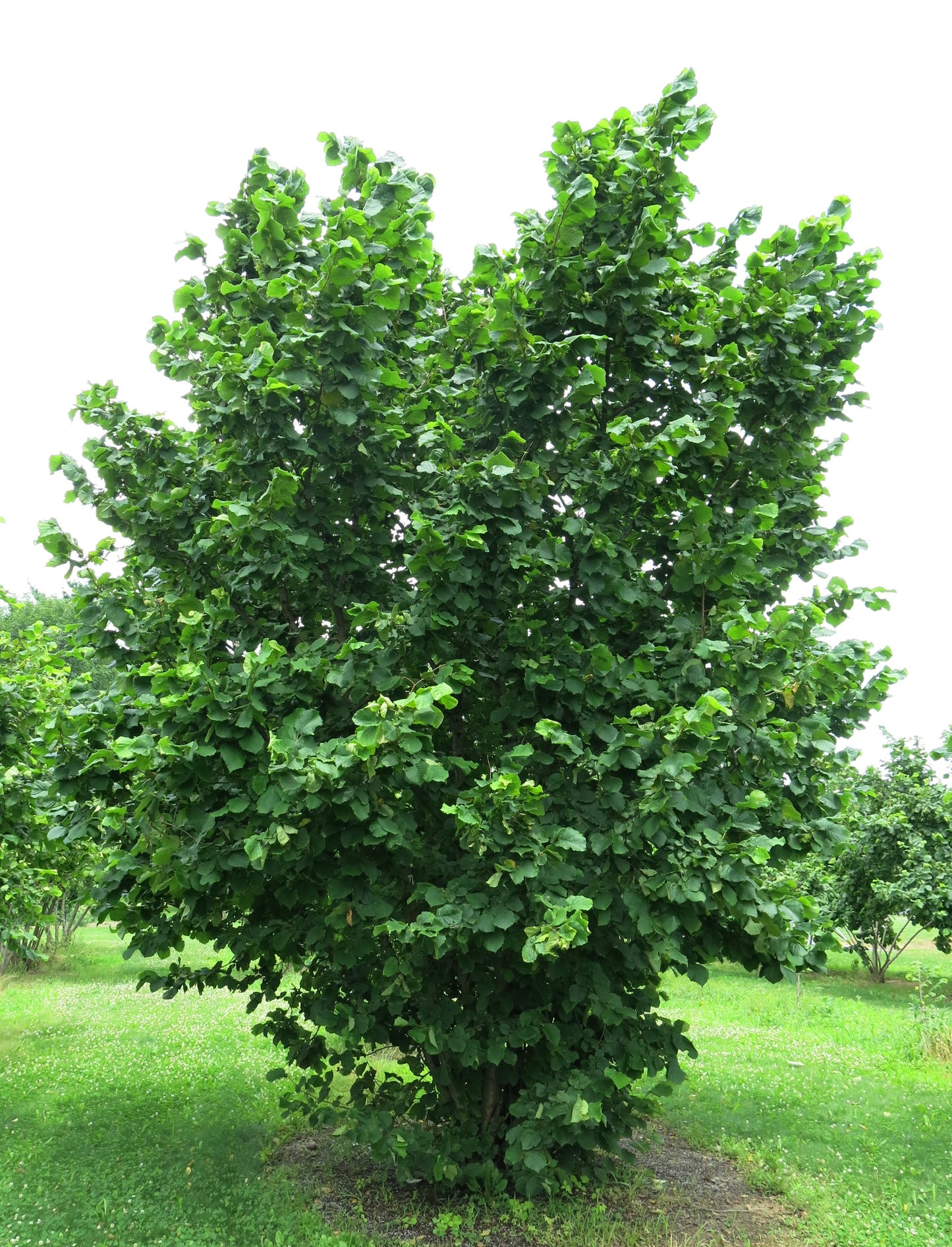 Raritan Hazelnut Tree — Bareroot 2027 Preorder
