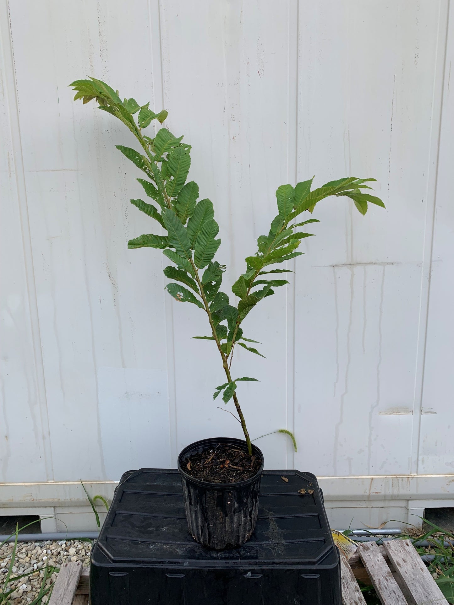 Qing Chestnut Seedling 2 GALLON NURSERY POT