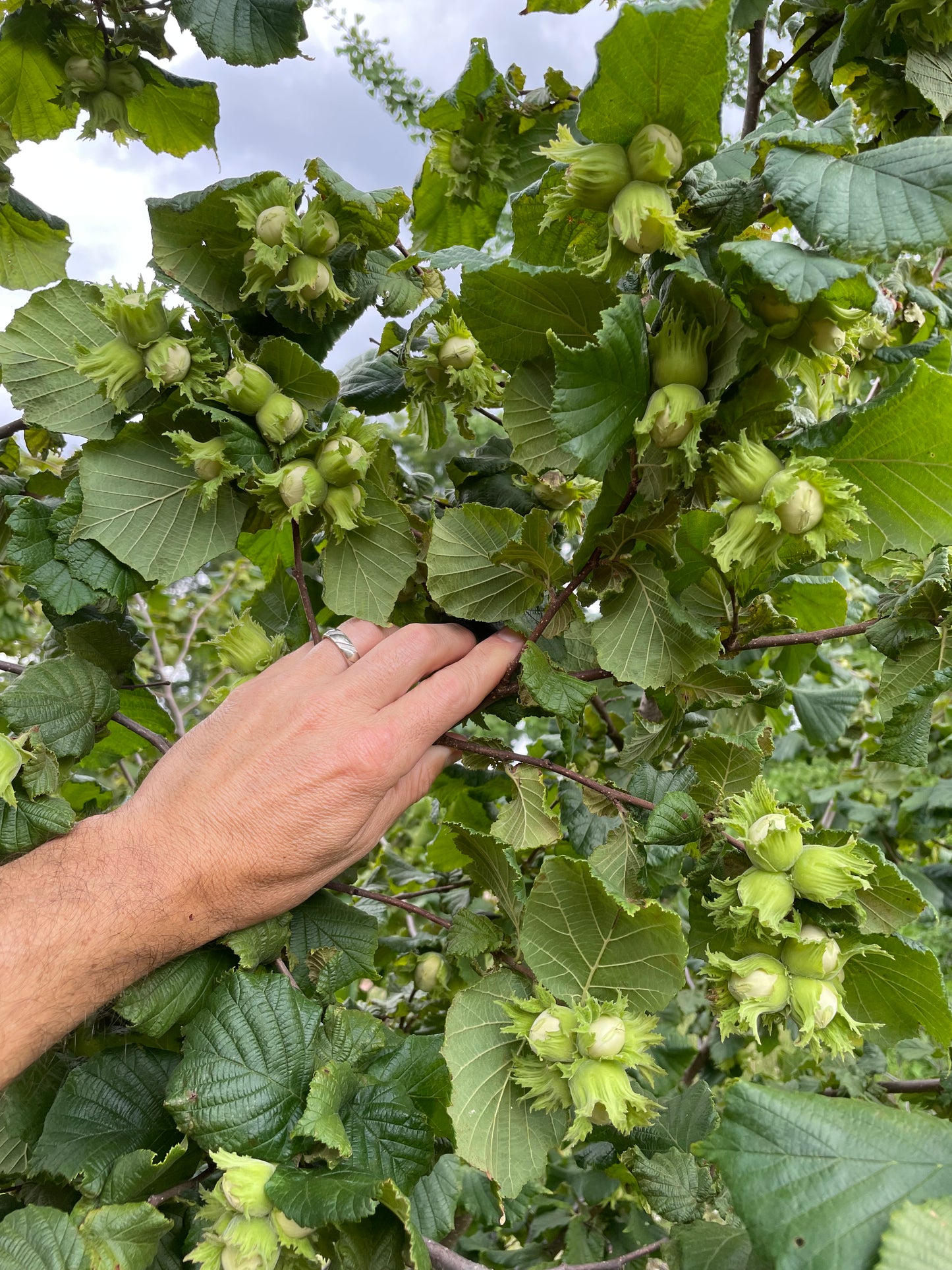 'Somerset' Hazelnut- BAREROOT 1 YR