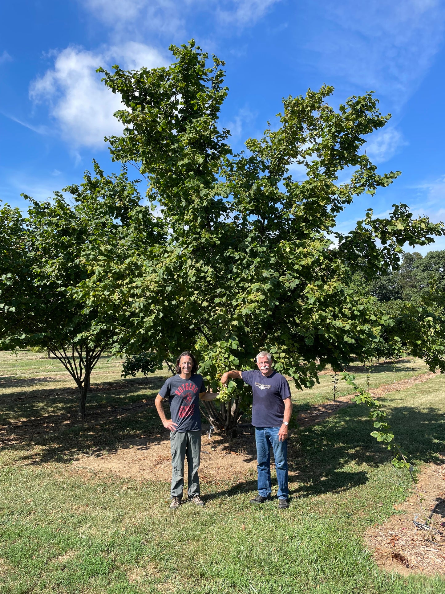 The Beast Hazelnut Tree — Bareroot 2027 Preorder