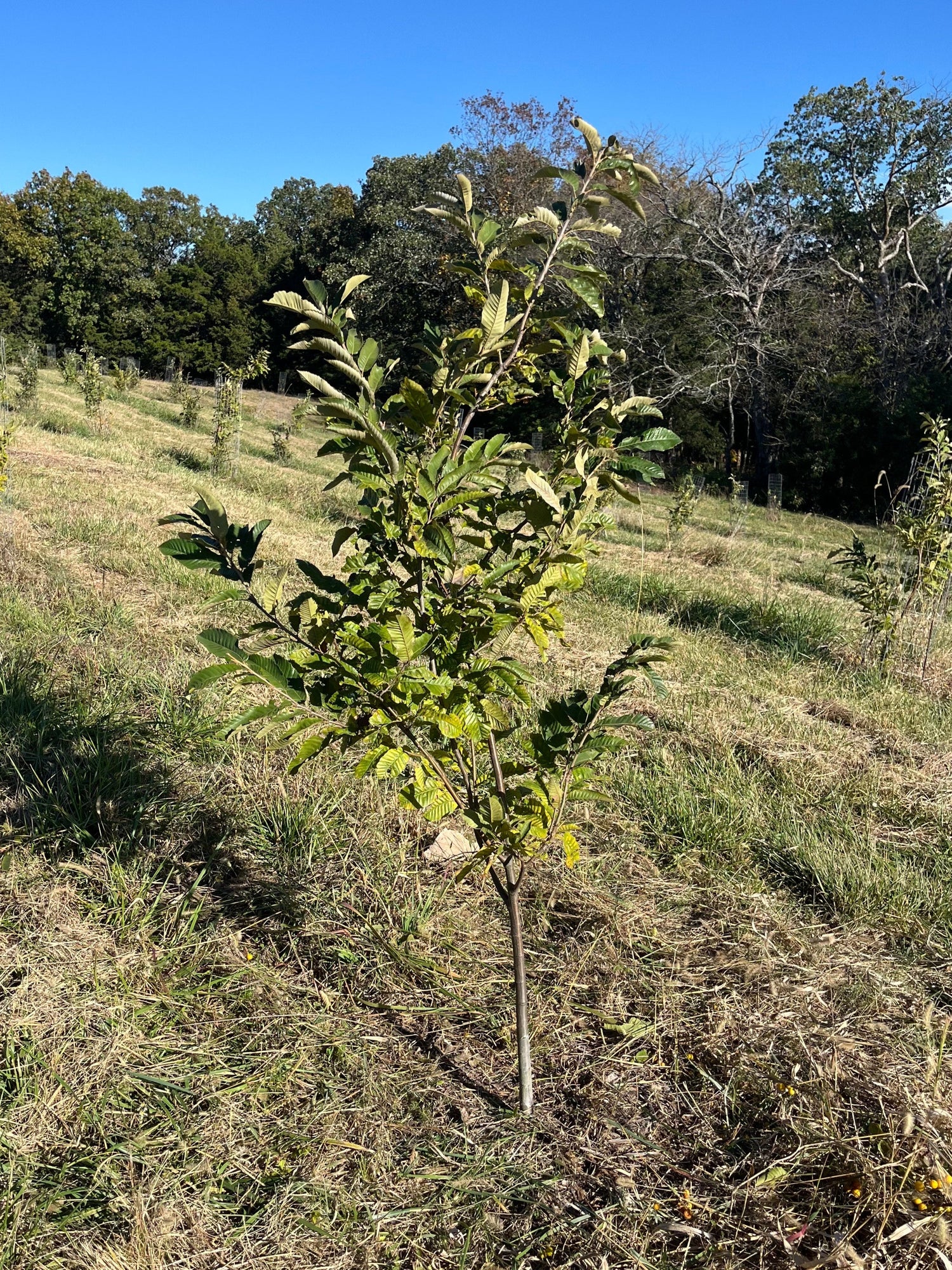 Chestnut seedlings