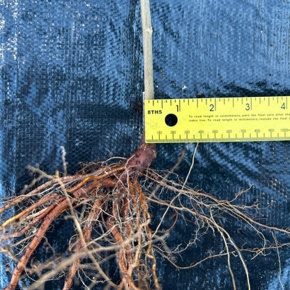 Qing Chinese chestnut seedling, small