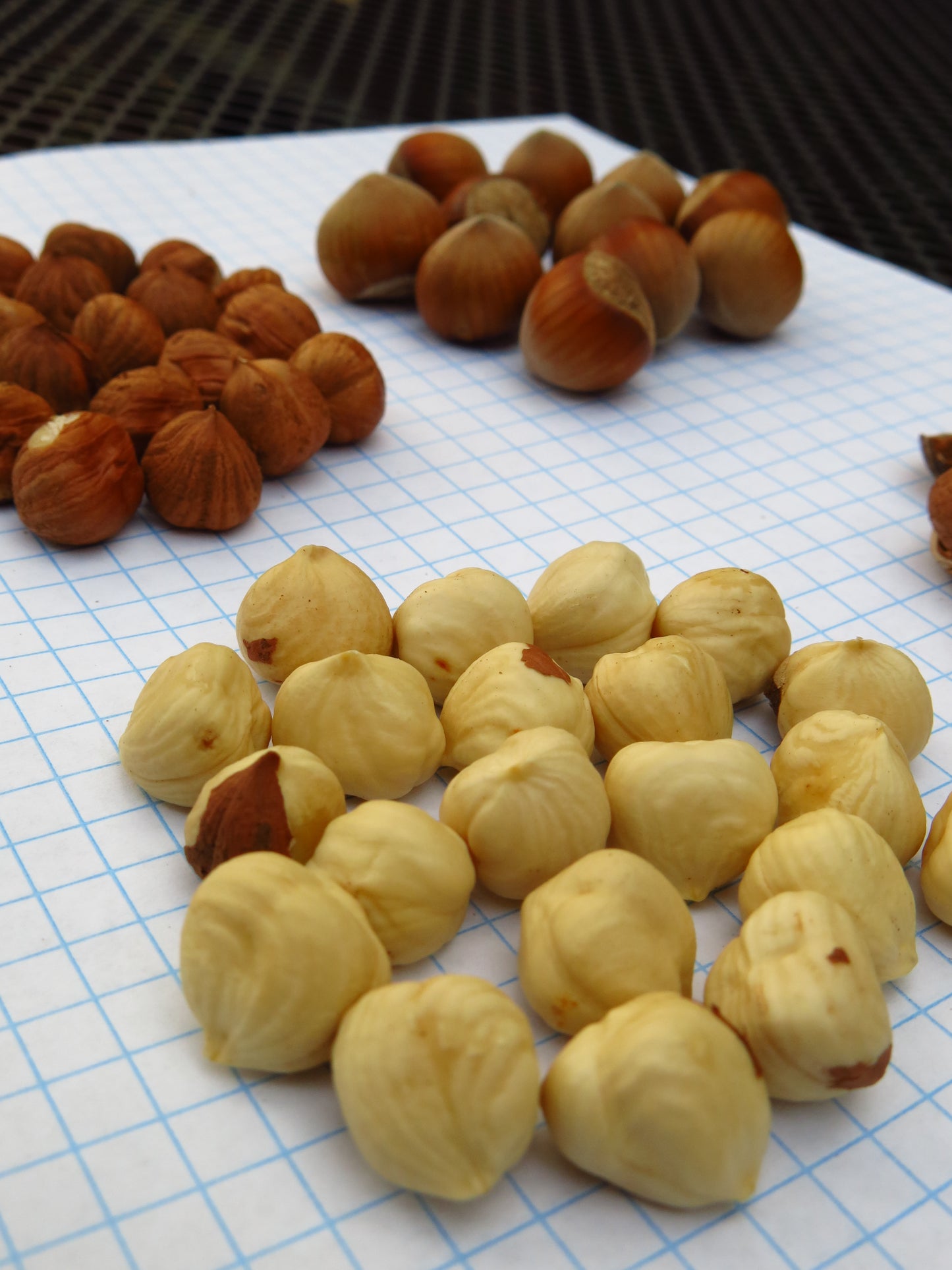 'Monmouth' Hazelnut - BAREROOT 1 YR