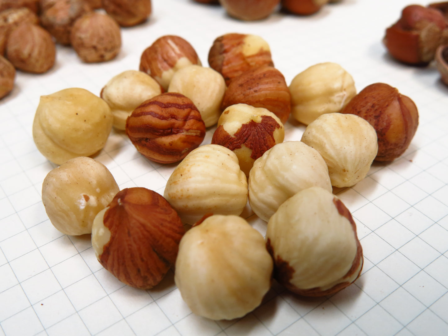 'Somerset' Hazelnut- BAREROOT 1 YR