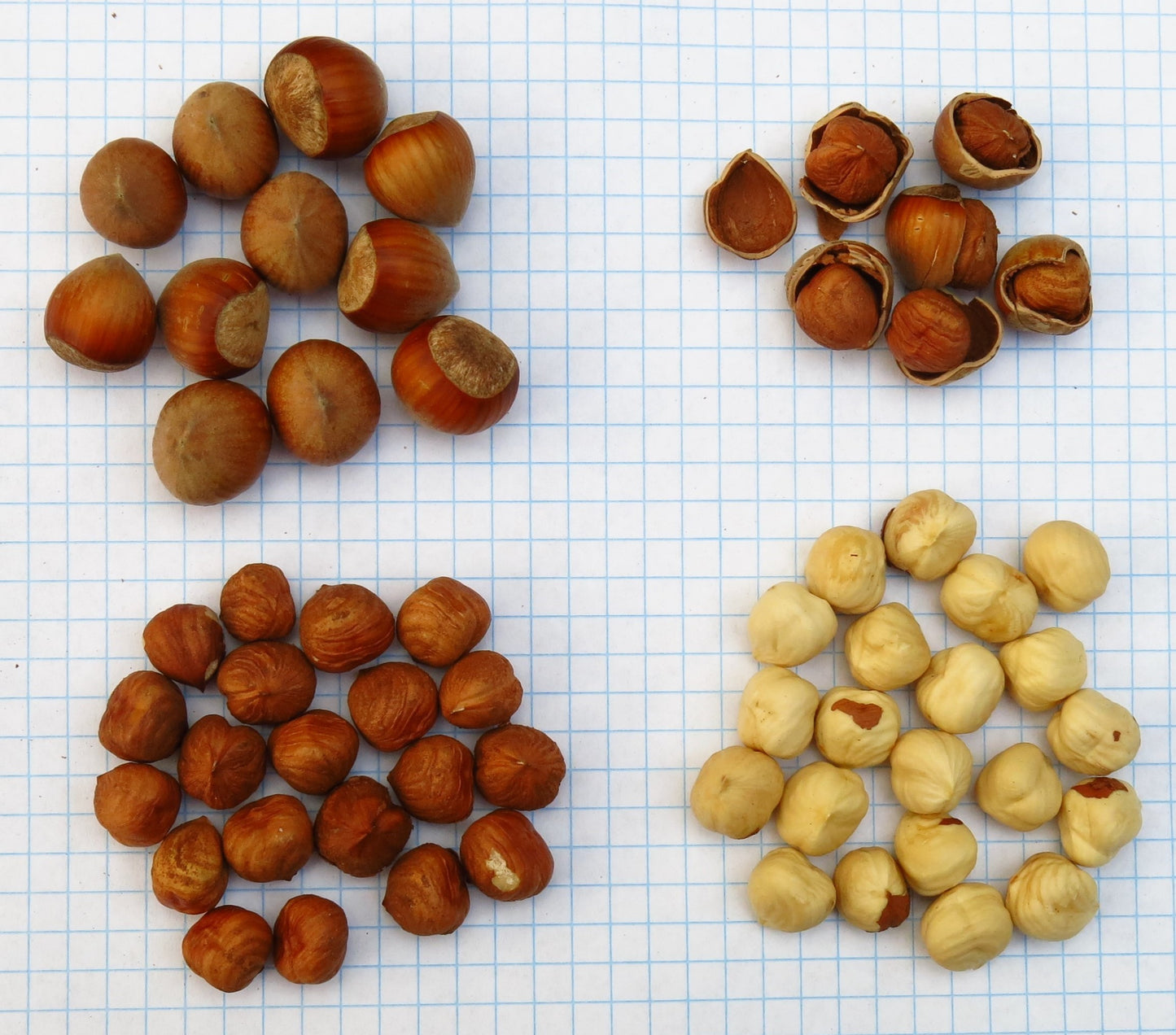 'Monmouth' Hazelnut - BAREROOT 1 YR