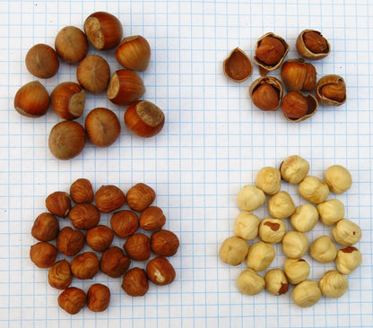 'Monmouth' Hazelnut - BAREROOT 1 YR