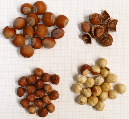 'Raritan' Hazelnut- BAREROOT 1YR