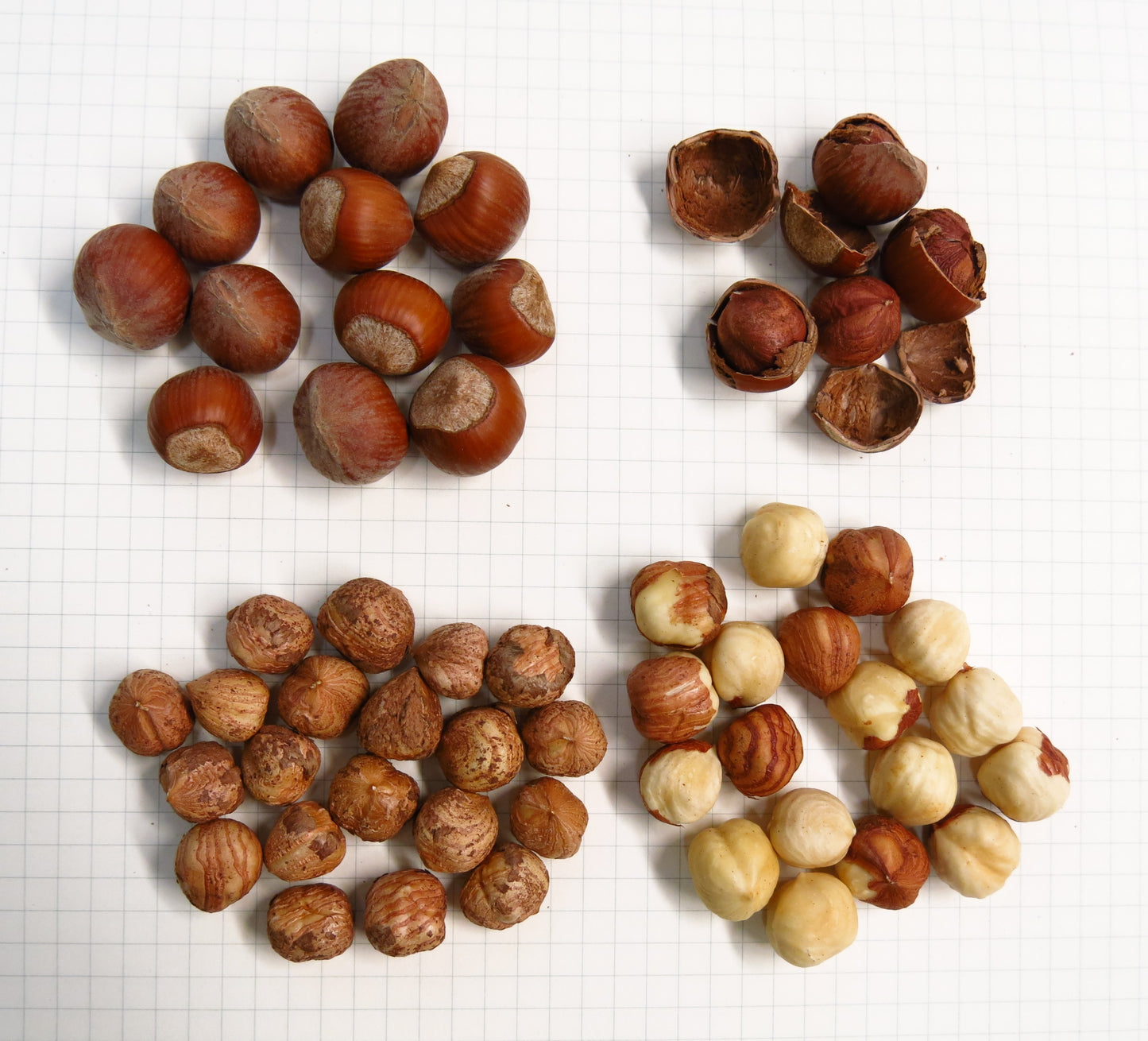 'Somerset' Hazelnut- BAREROOT 1 YR