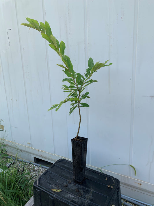 Qing Chestnut Seedling - 1 GALLON DEEP TREE POT