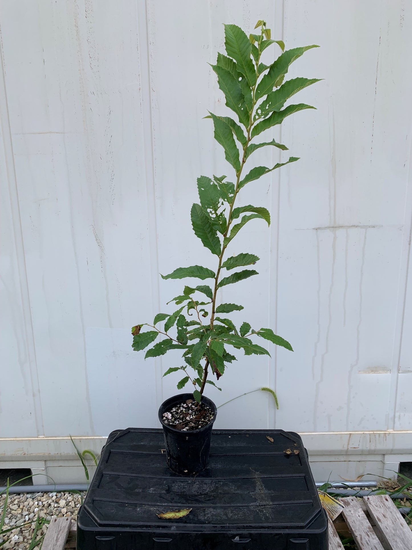 Qing Chestnut Seedling 1 GALLON NURSERY POT