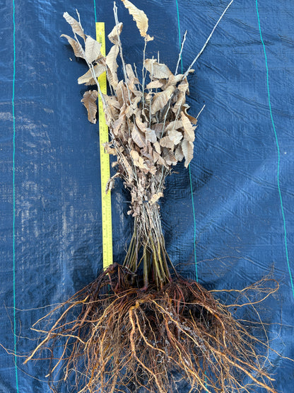 Qing Chinese chestnut seedling, large - BAREROOT 2YR