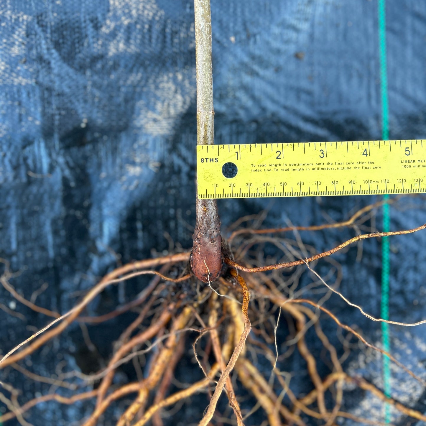 Qing Chinese chestnut seedling, large - BAREROOT 2YR
