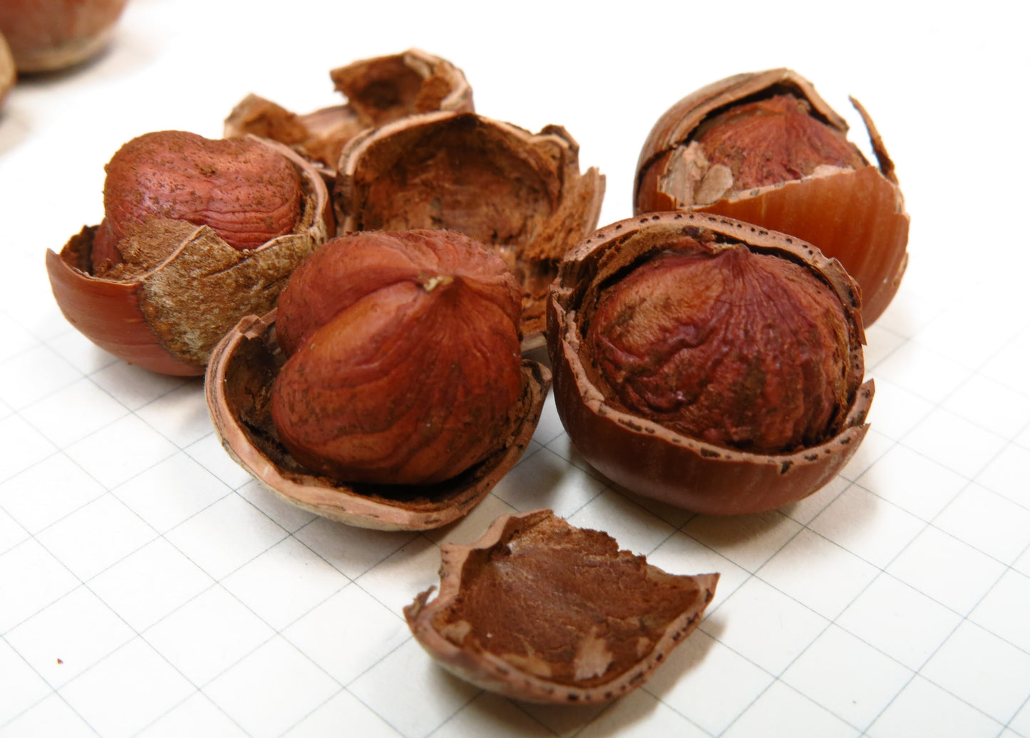 'Somerset' Hazelnut- BAREROOT 1 YR