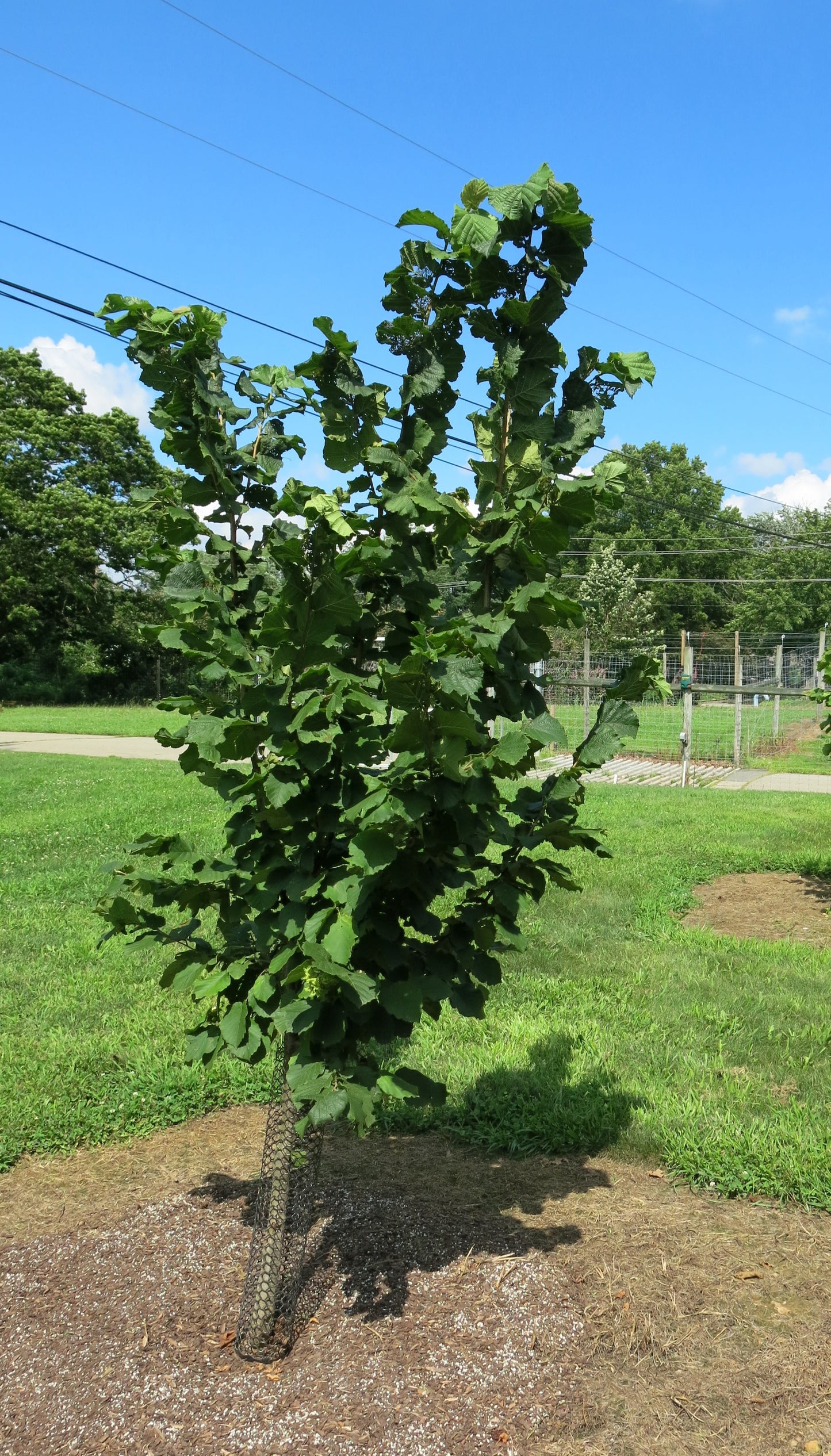 'Raritan' Hazelnut- BAREROOT 1YR