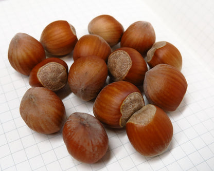 'Raritan' Hazelnut- BAREROOT 1YR