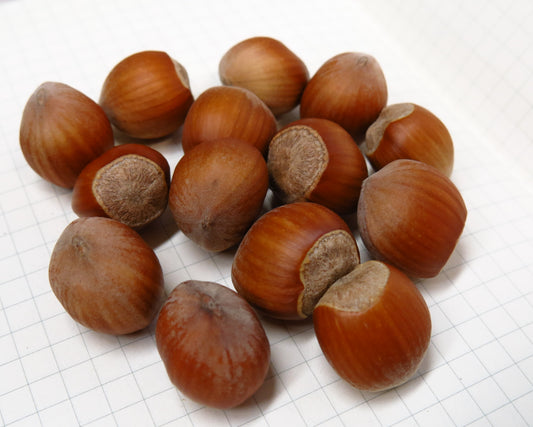 Raritan Hazelnut Tree — Bareroot 2027 Preorder