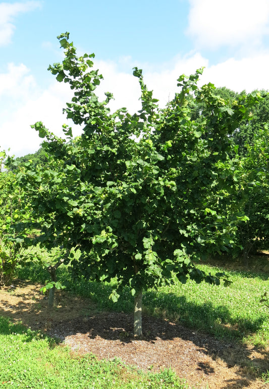 Somerset Hazelnut Tree — Bareroot 2027 Preorder