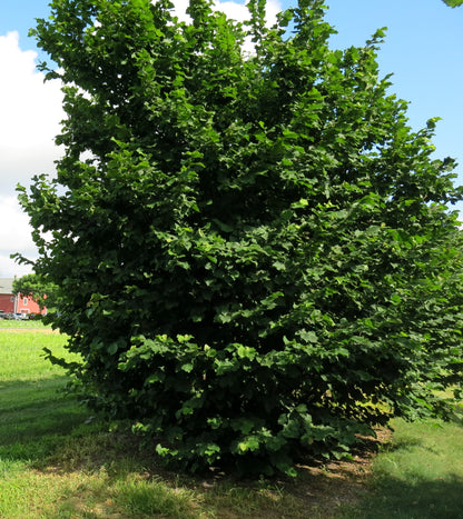 'Monmouth' Hazelnut - BAREROOT 1 YR