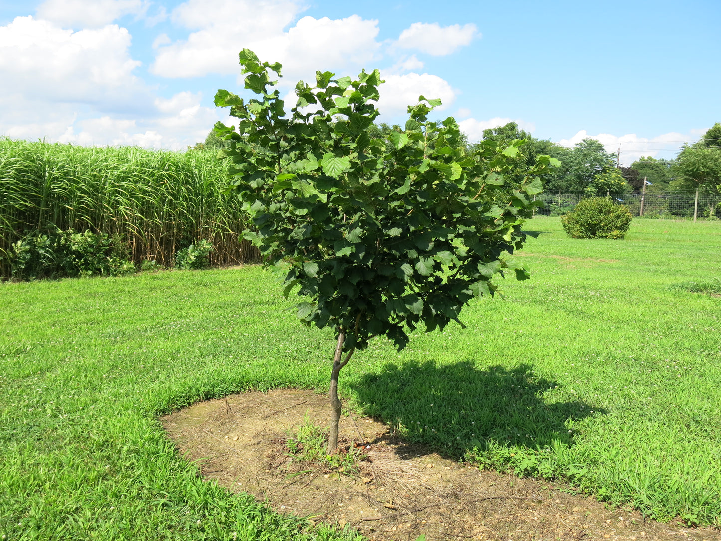 'Monmouth' Hazelnut - BAREROOT 1 YR