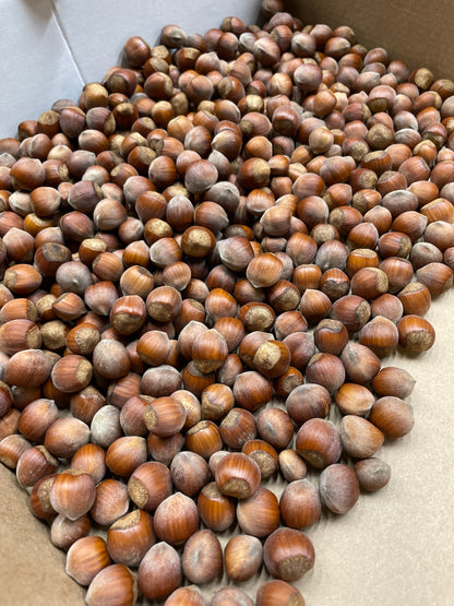 Raritan Hazelnut- 2 YR POTTED- 2 gallon pot