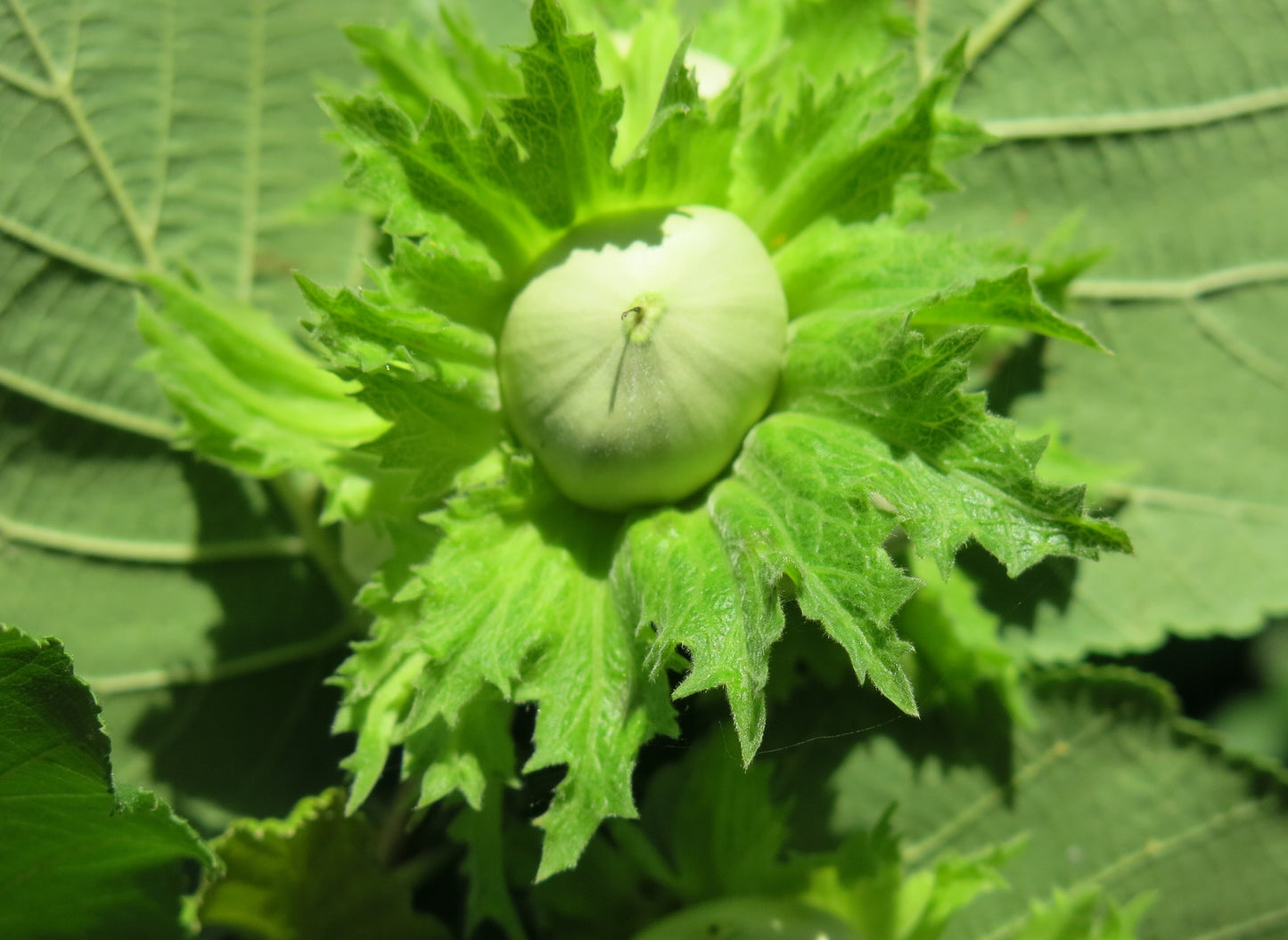 'Raritan' Hazelnut- BAREROOT 1YR