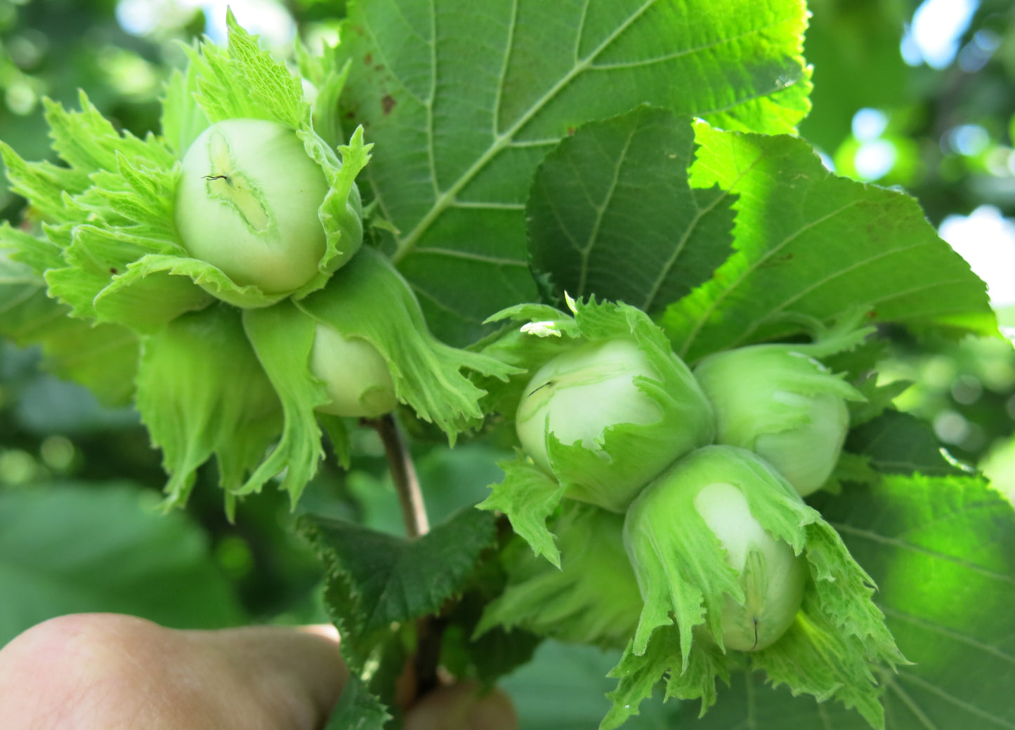 'Somerset' Hazelnut- BAREROOT 1 YR