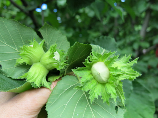 'Raritan' Hazelnut- BAREROOT 1YR