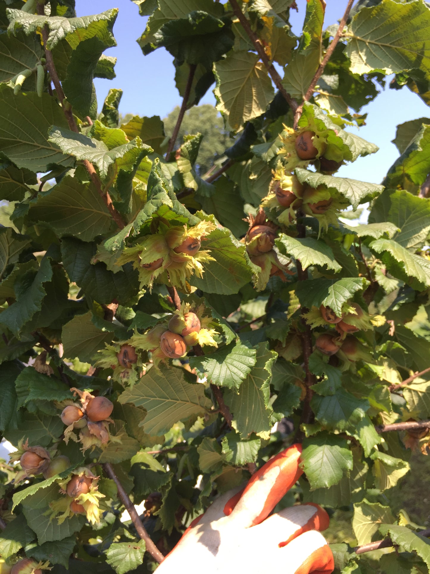 'Somerset' Hazelnut- BAREROOT 1 YR