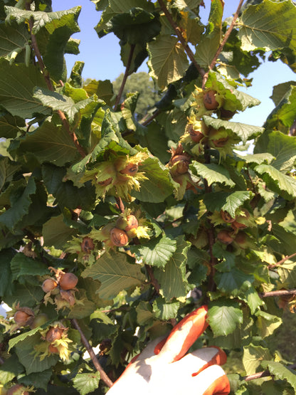 'Somerset' Hazelnut- BAREROOT 1 YR