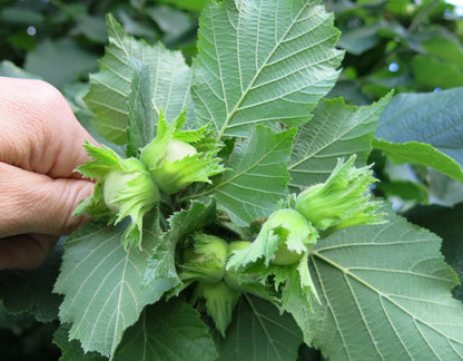 'Monmouth' Hazelnut - BAREROOT 1 YR