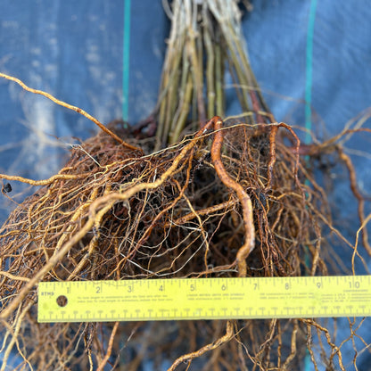 Qing Chinese chestnut seedling, small