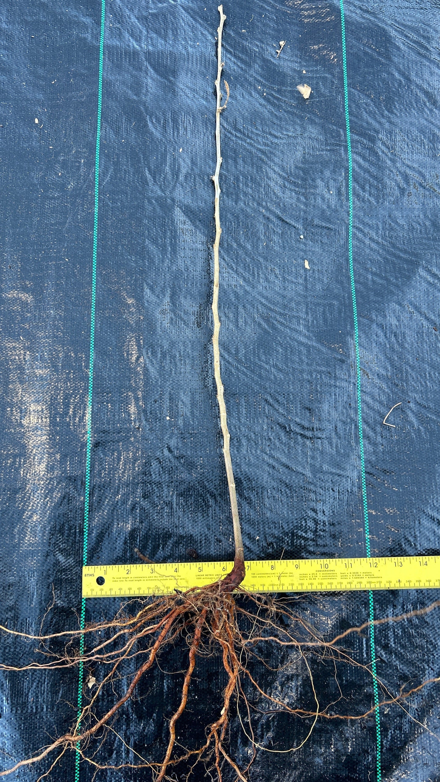 Qing Chinese chestnut seedling, small