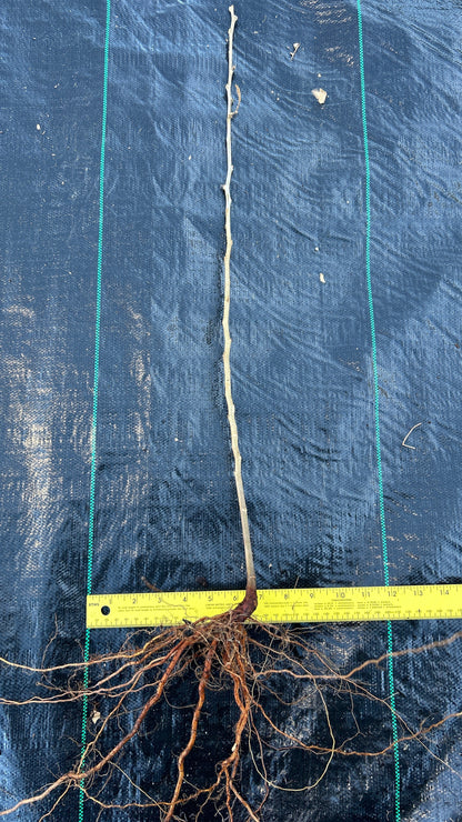 Qing Chinese chestnut seedling, small