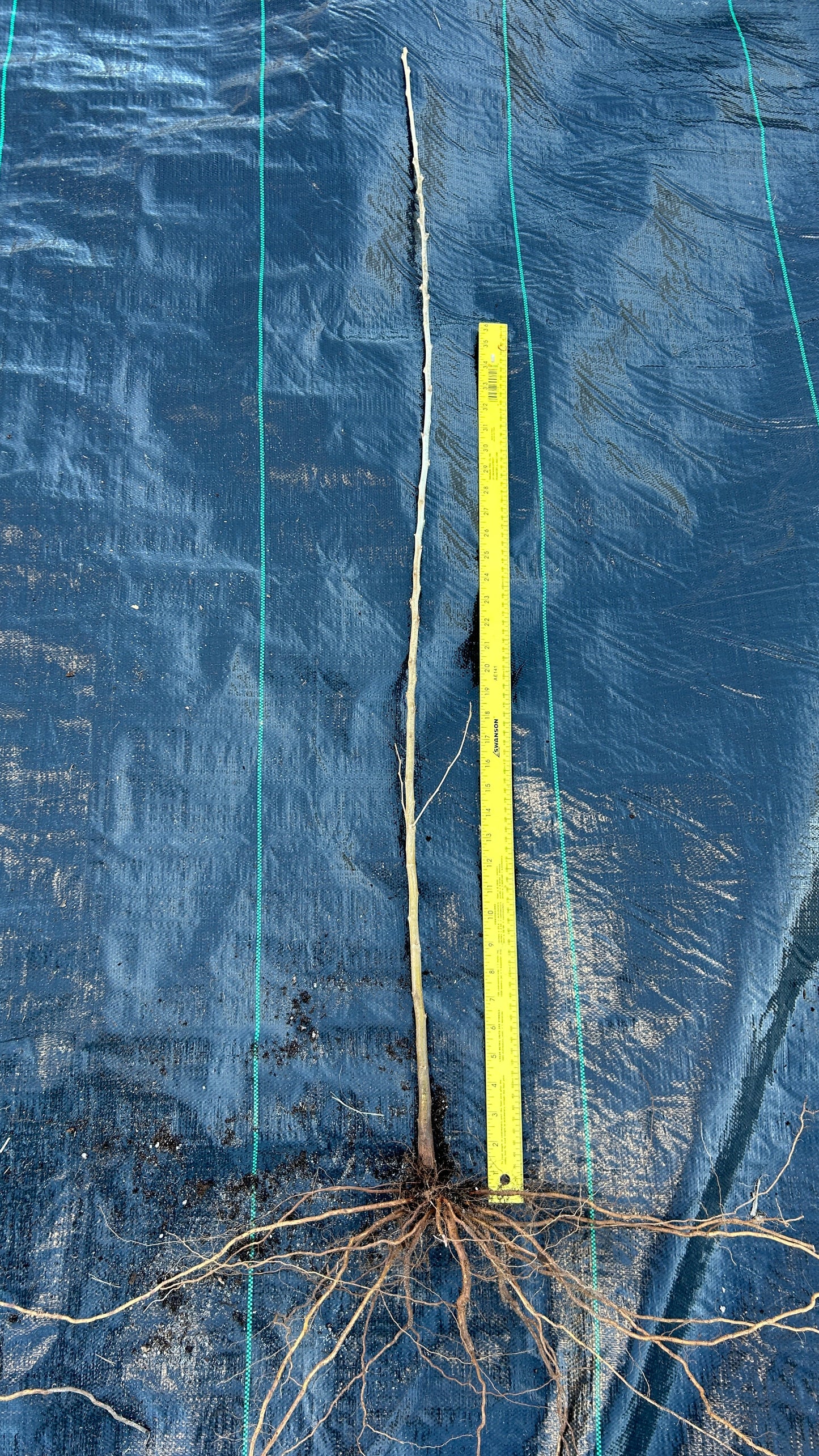 Qing Chinese chestnut seedling, large - BAREROOT 2YR