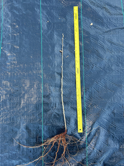 Qing Chinese chestnut seedling, medium