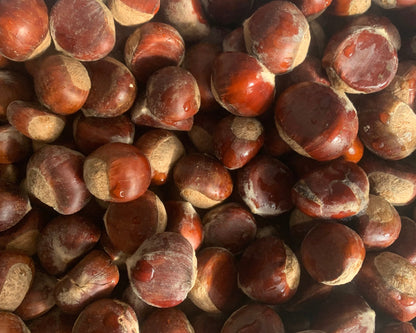 Qing Chinese chestnut seedling, large - BAREROOT 2YR