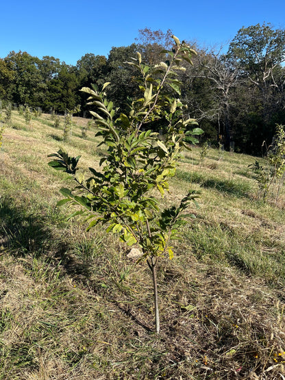Qing Chinese chestnut seedling, large - BAREROOT 2YR