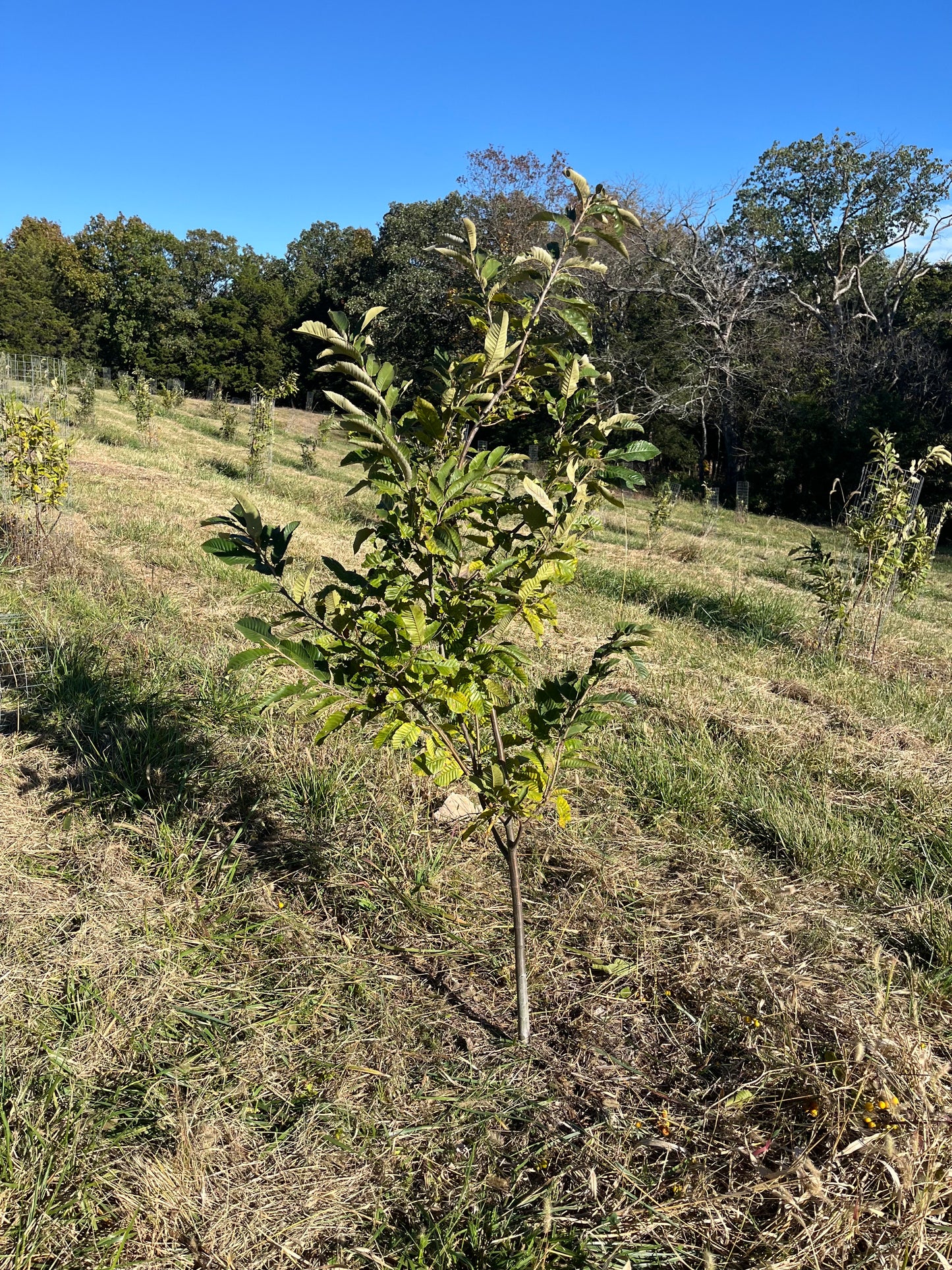 'Mossbarger' Chestnut Seedling 2YR Bareroot