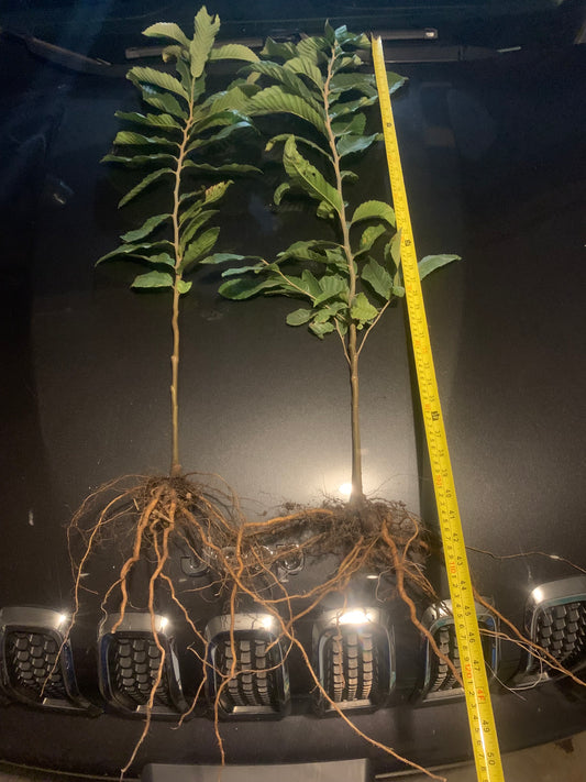 'Sleeping Giant' Chestnut seedling 2YR Bareroot