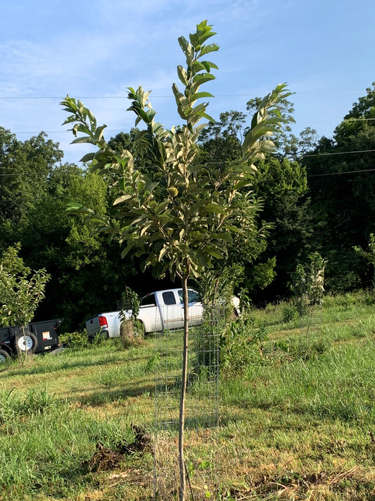 Qing Chinese chestnut seedling, large - BAREROOT 1YR