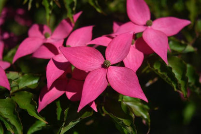 Scarlet Fire® Kousa Dogwood