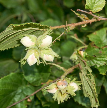 Grand Traverse Hazelnut Tree — Bareroot 2027 Preorder