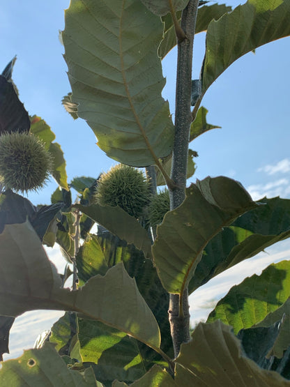 Qing Chinese chestnut seedling, large - BAREROOT 2YR