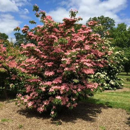 Scarlet Fire® Kousa Dogwood